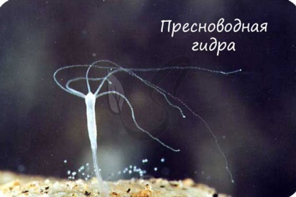 Kraken ссылки актуальные 2025 г