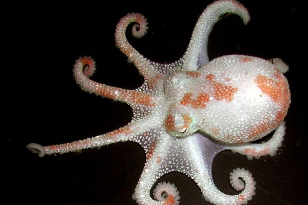 Kraken darknet marketplace
